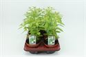 Afbeelding van Citroenverbena